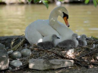 Parco dei cigni Rignaldello, sono nati quattro pulcini, ma sono sette le uova