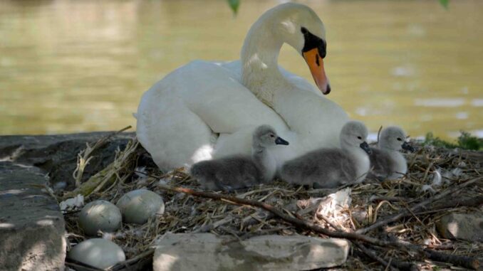 Parco dei cigni Rignaldello, sono nati quattro pulcini, ma sono sette le uova