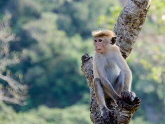 Vaiolo scimmie: oltre 200 casi confermati nel mondo, più di 100 da Ue