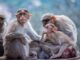 Vaiolo scimmie: studio, 'il virus è mutato in modo sorprendente' 