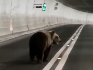 Forca Canapine, orso in galleria tra Umbria e Marche, un'auto lo aiuta ad uscire