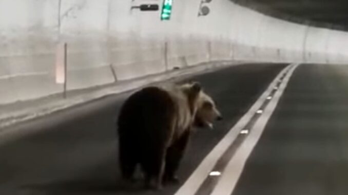Forca Canapine, orso in galleria tra Umbria e Marche, un'auto lo aiuta ad uscire