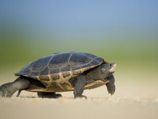 Il 23 maggio si celebra la Giornata mondiale delle Tartarughe