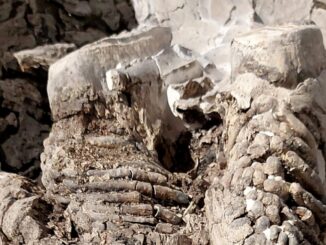 A Piegaro si richiede un intervento immediato per il Museo Paleontologico, si denota uno stato di abbandono