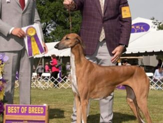 Il cane Levriero campione del mondo è di Città di Castello