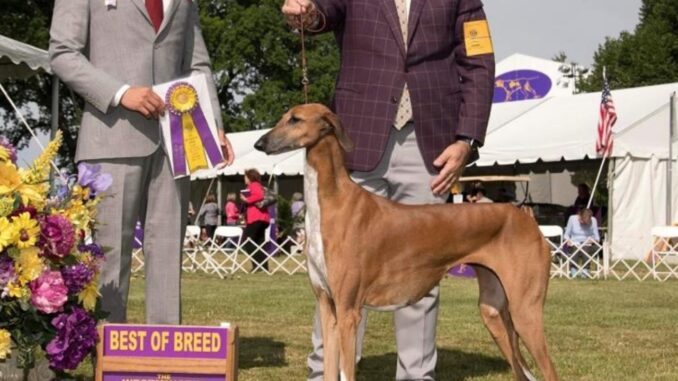 Il cane Levriero campione del mondo è di Città di Castello
