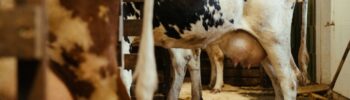 Siglato accoro latte stalla, rischio chiusura e fallimento allevamenti