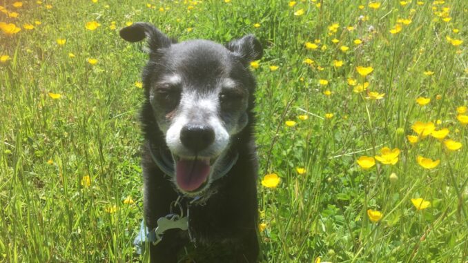 E' perugino il cane più longevo al mondo, si chiama Pallina