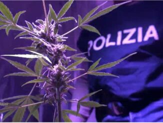 34enne col pollice verde, coltivava marijuana, 50 piante da mezzo metro