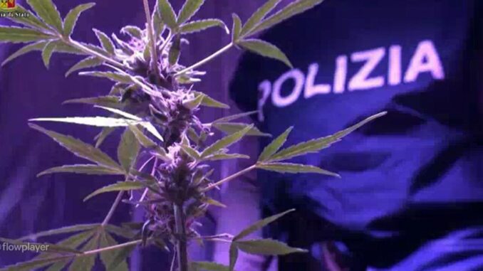 34enne col pollice verde, coltivava marijuana, 50 piante da mezzo metro