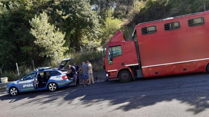 Trasporto animali vivi, Polstrada batte a tappeto le grandi arterie viarie