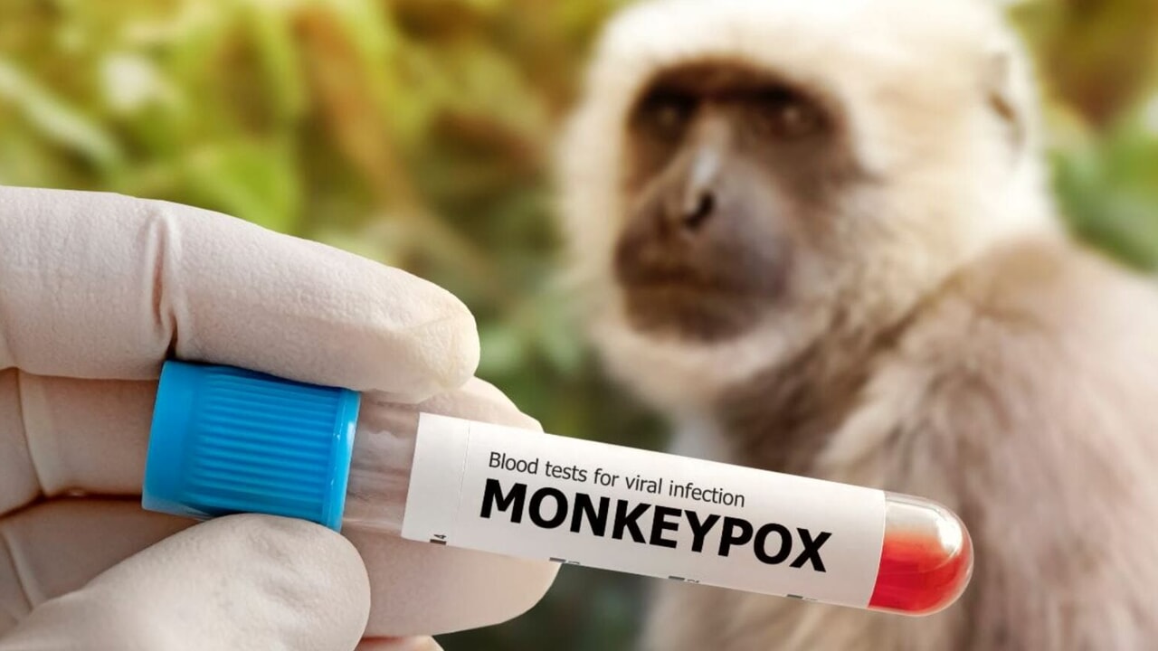 Macacos com varíola podem causar problemas cardíacos, estudo miocardite