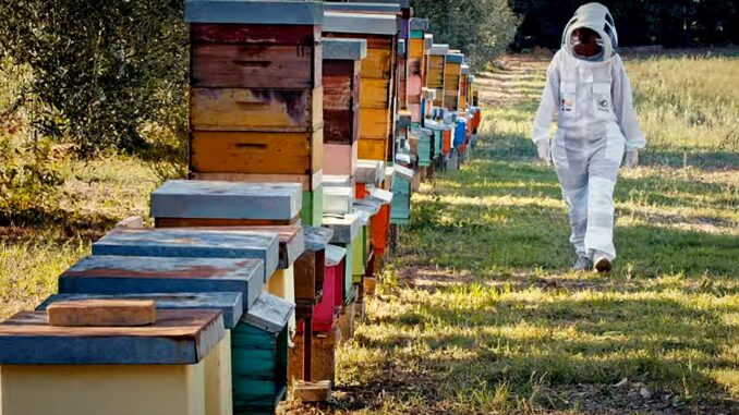 Box 3Bee e progetto “Adotta un alveare”, regalo utile e intelligente