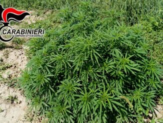32 buste con oltre 14 kg di marijuana era coltivata a Città di Castello