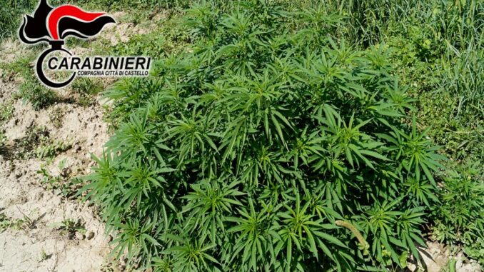 32 buste con oltre 14 kg di marijuana era coltivata a Città di Castello