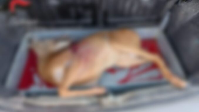 Capriolo ucciso in auto, altro guardiacaccia bracconiere denunciato, l'animale abbattuto con un colpo di carabina