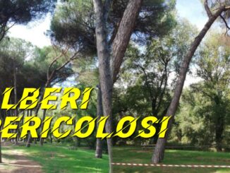 Pineta di Ponte Felcino chiusa, gli alberi sono diventati pericolosi
