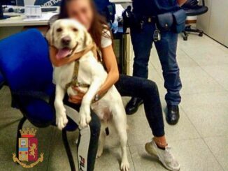 Ritrova il proprio labrador grazie alla segnalazione di un cittadino