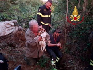 Cane spericolato finisce nella tana di un istrice, salvato dai Vigili del fuoco
