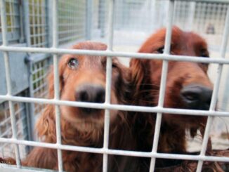 Stop ai canili lager, 7mila firme per la petizione da Spoleto