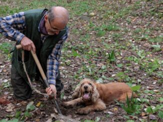 Lui è Leo un cane cieco ma col fiuto per il tartufo, è un campione