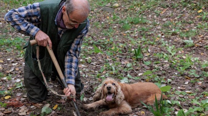 Lui è Leo un cane cieco ma col fiuto per il tartufo, è un campione