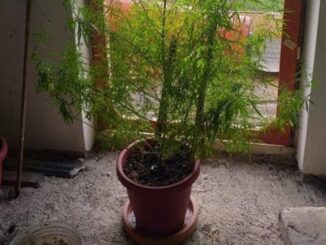 Pianta di canapa indiana sequestrata dai carabinieri di Amelia