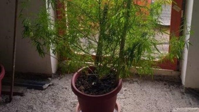 Pianta di canapa indiana sequestrata dai carabinieri di Amelia