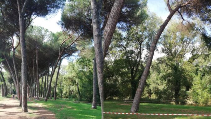 I pini della Pineta di Ponte Felicino sit-in pacifico sabato prossimo