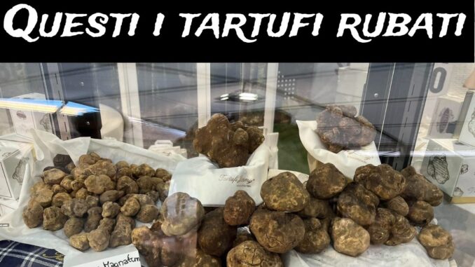 Maxi furto di tartufo bianco, svaligiata l'azienda "Jimmy" di Pietralunga