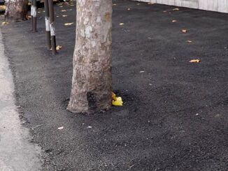 Bastia è il comune più cementificato dell'Umbria, alberi coperti di catrame