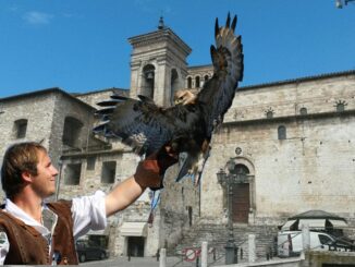 Falchi addestrati per allontanare volatili dal centro storico a Narni