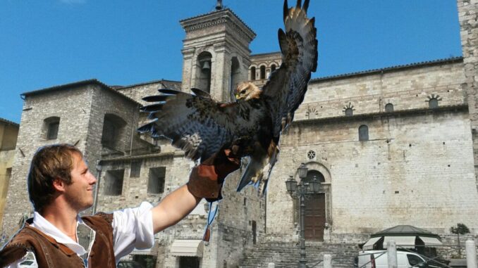 Falchi addestrati per allontanare volatili dal centro storico a Narni