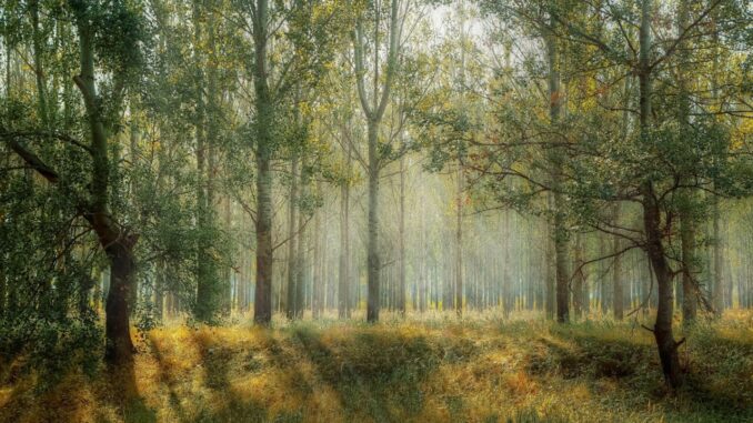 Un progetto per salvaguardare la biodiversita’ forestale in Umbria