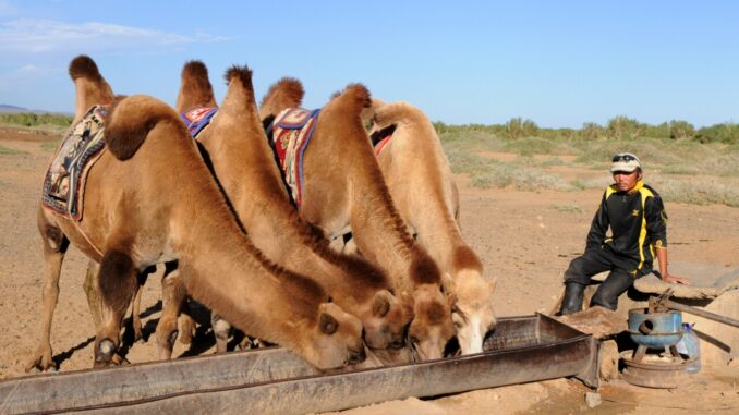  Ciccozzi, 'influenza del cammello da Qatar? Contagi poco probabili' 