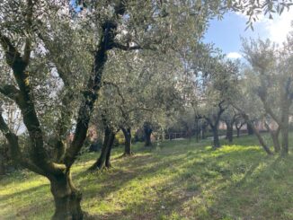 Giardino di comunità e Orto degli Ulivi parrocchia di Casaglia