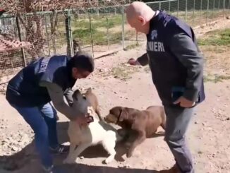 Canili e gattili italiani passati al setaccio dal Nas, 26 sequestri