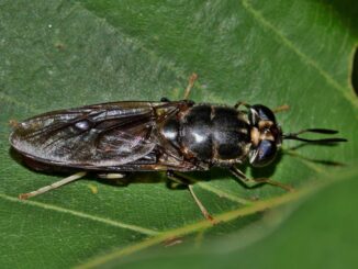 Primo allevamento italiano di larve di mosca soldato