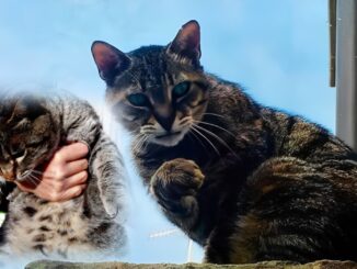 A Narni vive un gatto centenario ed è diventato una vera attrazione