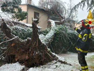 Alberi schiantati, rami pericolanti, vigili del fuoco senza tregua