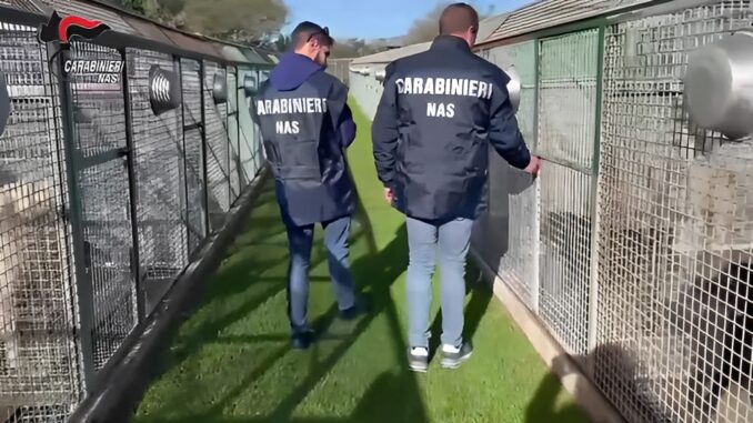 Cani ospitati in pessime condizioni, il Nas denuncia due persone