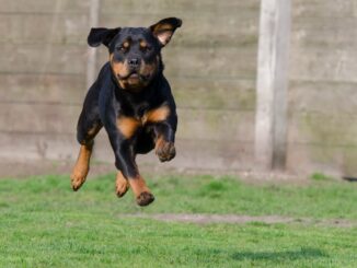 Stroncone, 12enne aggredito da un cane rottweiler, più di cento punti di sutura al braccio