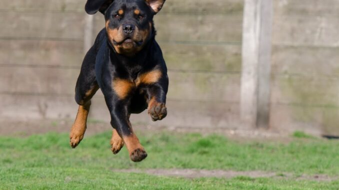 Stroncone, 12enne aggredito da un cane rottweiler, più di cento punti di sutura al braccio
