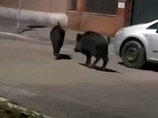 Cinghiali a spasso, di sera, in centro di Terni