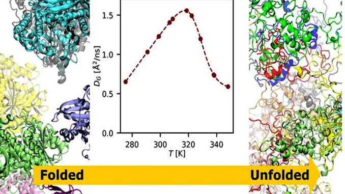 Effetti alte temperature su cellule, UniPg e ricerca internazionale