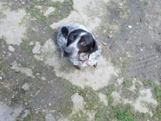 Lea evita il canile e diventa campionessa di tartufi