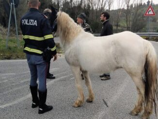 La polizia stradale blocca una puledra sulla statale Terni-Orte