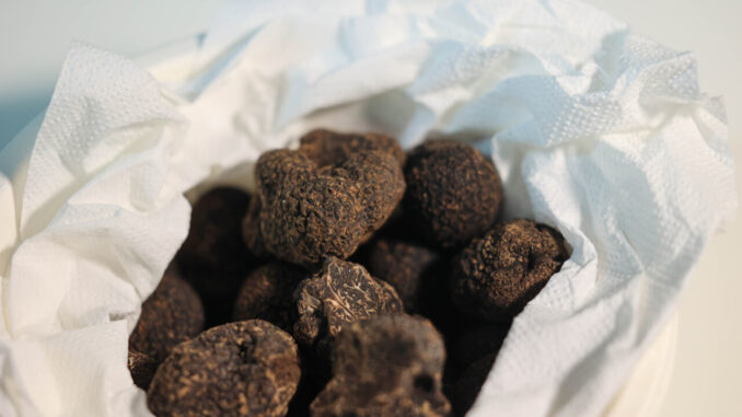 Una guida sul tartufo e i suoi territori, un viaggio nell’Italia