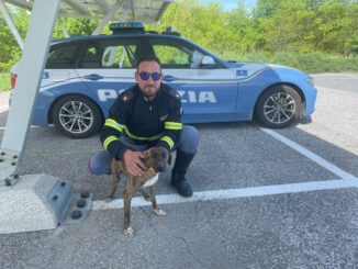 Cagnolino salvato, era lungo la superstrada e rischiava di farsi investire: è intervenuta la Polstrada