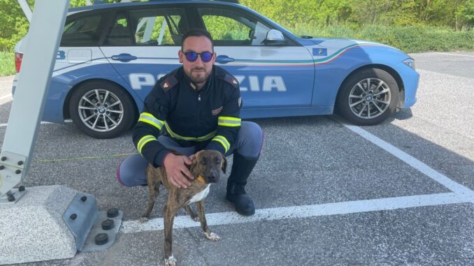 Cagnolino salvato, era lungo la superstrada e rischiava di farsi investire: è intervenuta la Polstrada
